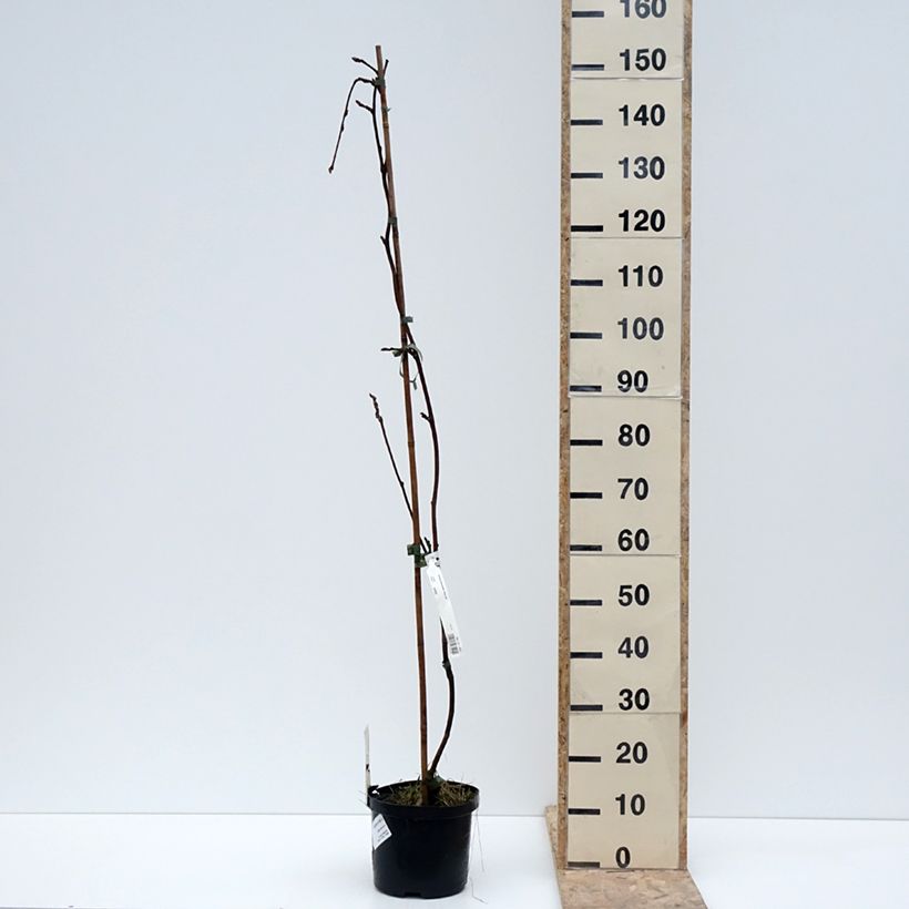 Esimerkki talvella toimitetusta Glycine - Wisteria brachybotrys White Silk Pot de 4L/5L-taimesta