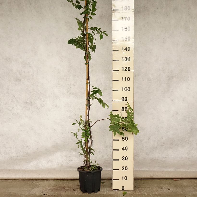 Esimerkki kesällä toimitetusta Sinisade Yokohama Fuji Ruukku 7,5L / 10L-taimesta
