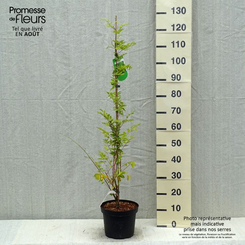 Esimerkki kesällä toimitetusta Sinisatee Longwood Purple Ruukku 3L / 4L-taimesta