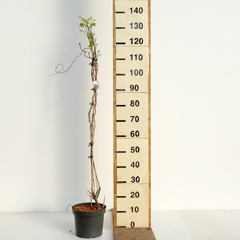 Esimerkki keväällä toimitetusta Sinisade Clara Mack Ruukku 4L / 5L-taimesta