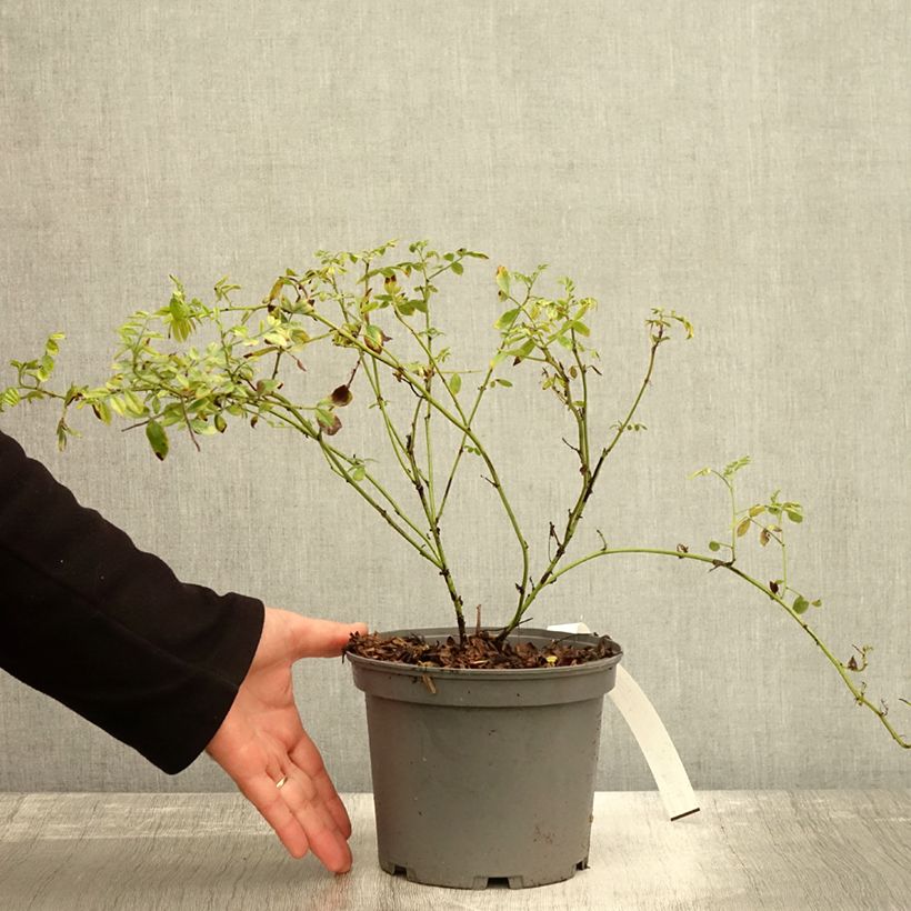 Esimerkki syksyllä toimitetusta Lakritsikasvi - Glycyrrhiza glabra 2 litran/3 litran ruukku-taimesta