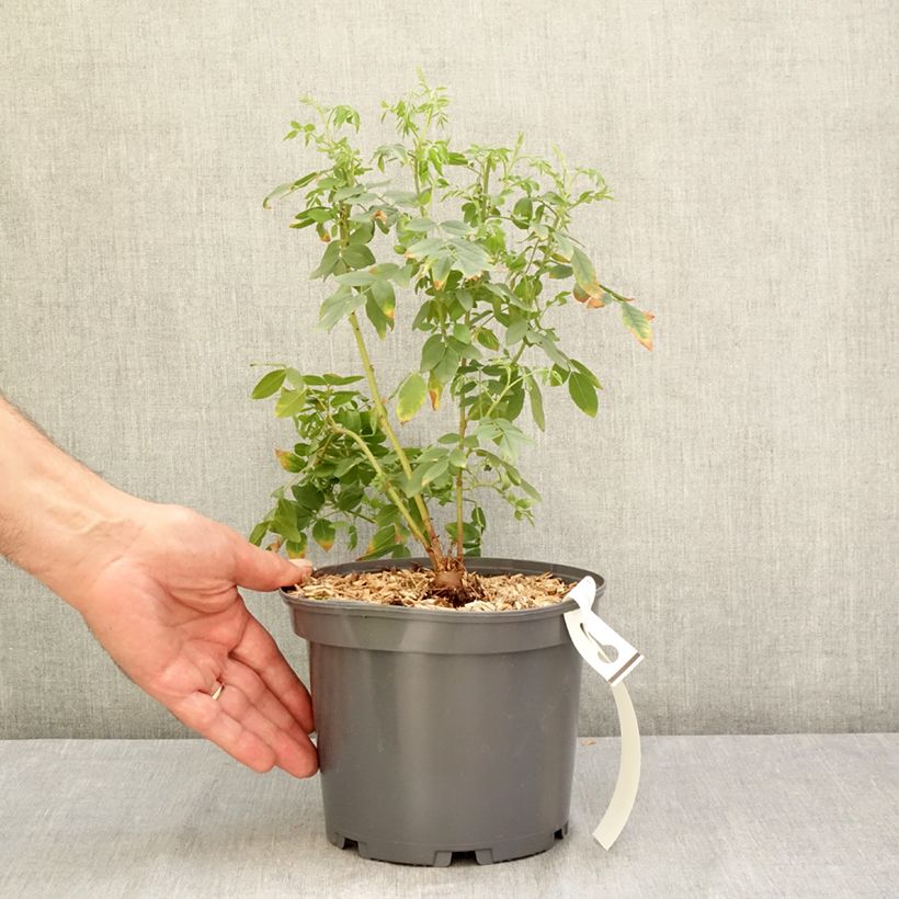 Esimerkki kesällä toimitetusta Lakritsikasvi - Glycyrrhiza glabra Ruukku 2L / 3L-taimesta