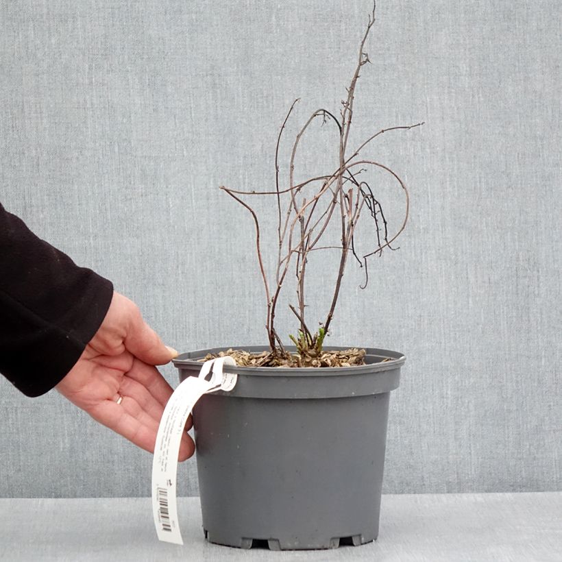Esimerkki keväällä toimitetusta Glycyrrhiza glabra - Réglisse glabre Pot de 2L/3L-taimesta