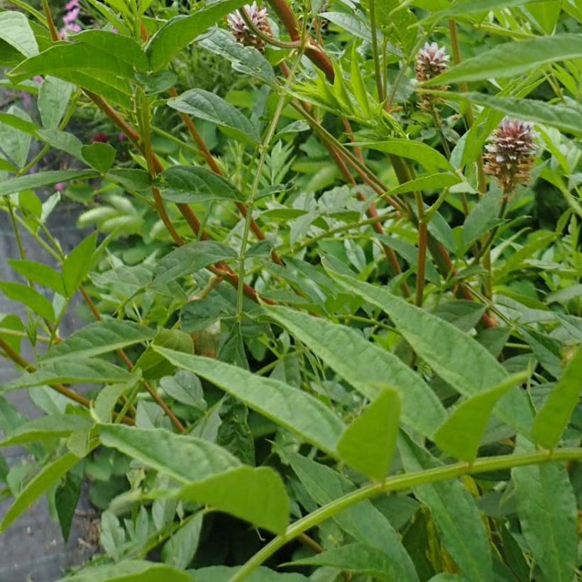 Yunnan lakritsrot - Glycyrrhiza yunnanensis (Lehvistö)