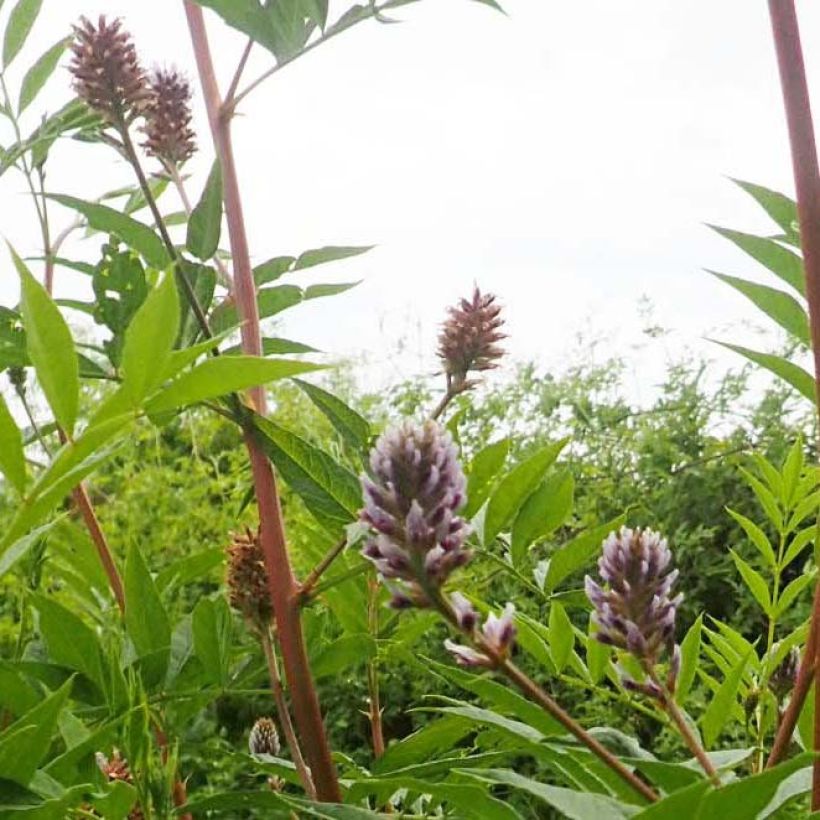 Yunnan lakritsrot - Glycyrrhiza yunnanensis (Kukinta)