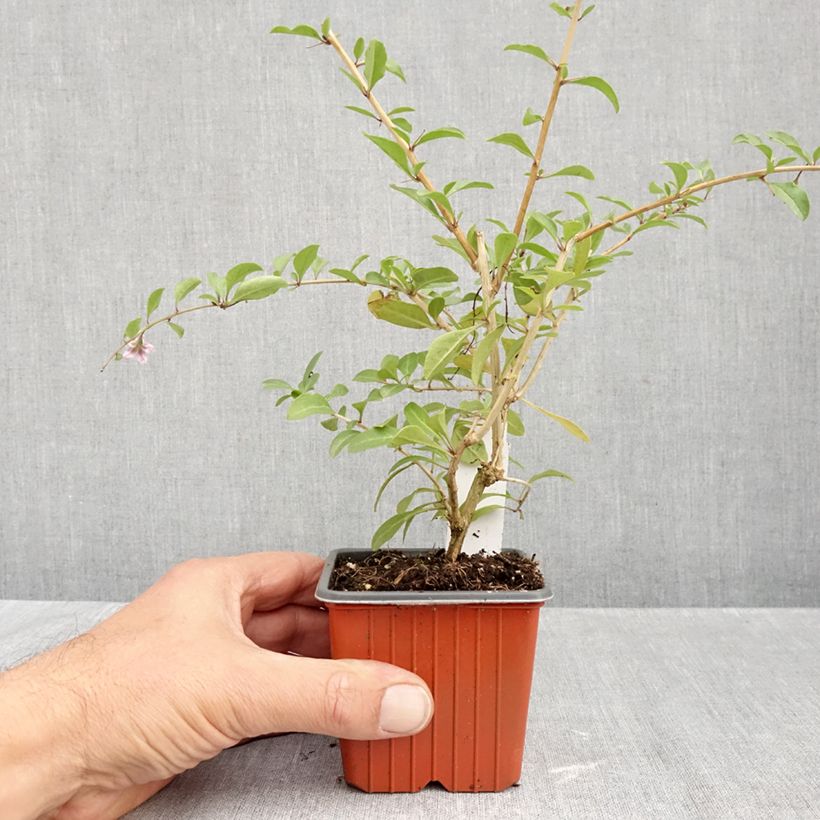 Esimerkki syksyllä toimitetusta Aitapukinpensas - Lycium barbarum 8/9 cm taimiruukku-taimesta