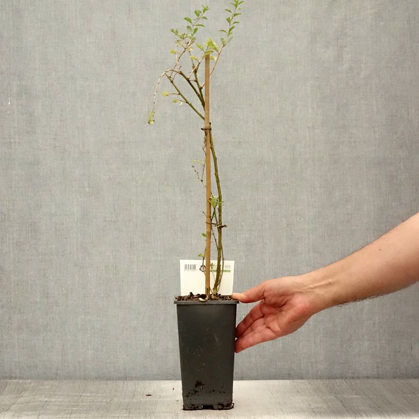 Esimerkki kesällä toimitetusta Aitapukinpensas - Lycium barbarum Ruukku 1,5L / 2L, Buisson-taimesta