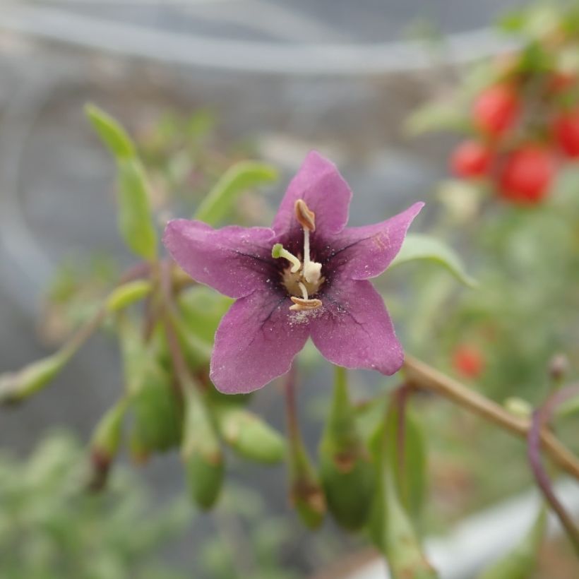 Aitapukinpensas Gojidelys (Kukinta)
