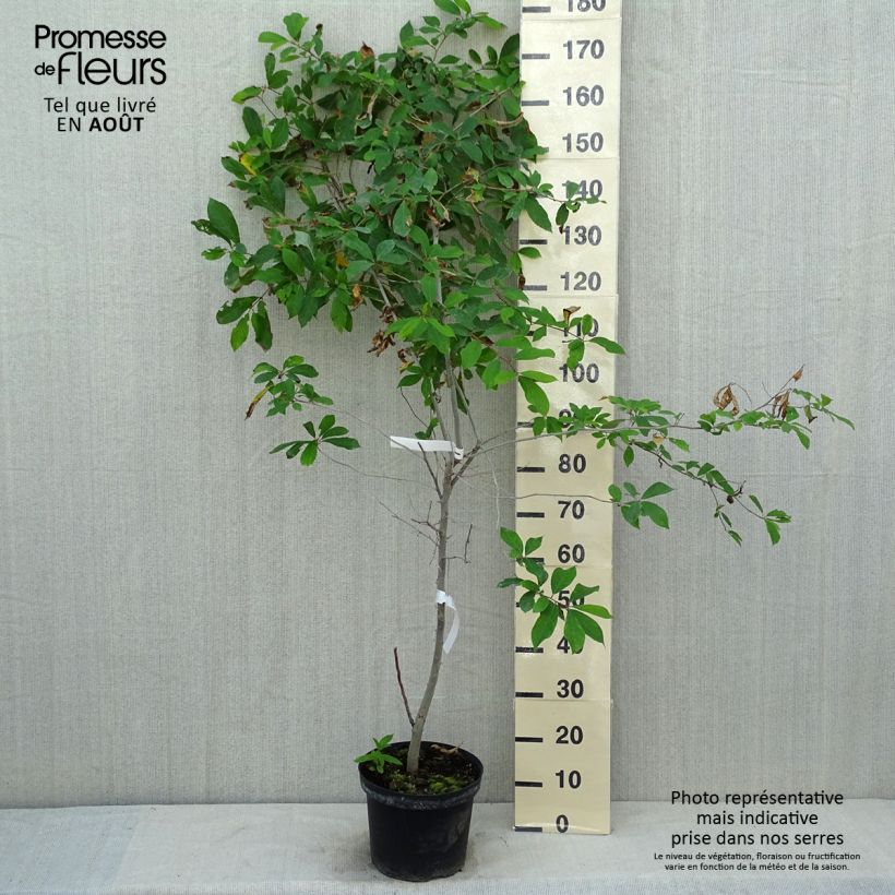 Esimerkki kesällä toimitetusta Mustatupelo - Nyssa sylvatica Pot de 7,5L/10L-taimesta