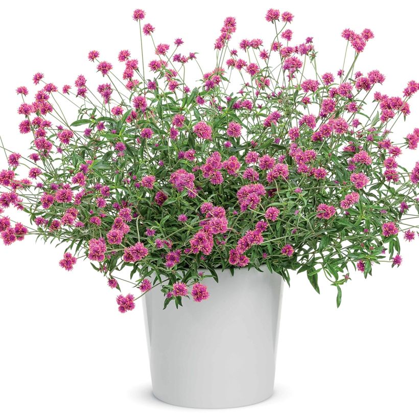 Pallohäntä Truffula Pink (Kasvutapa)