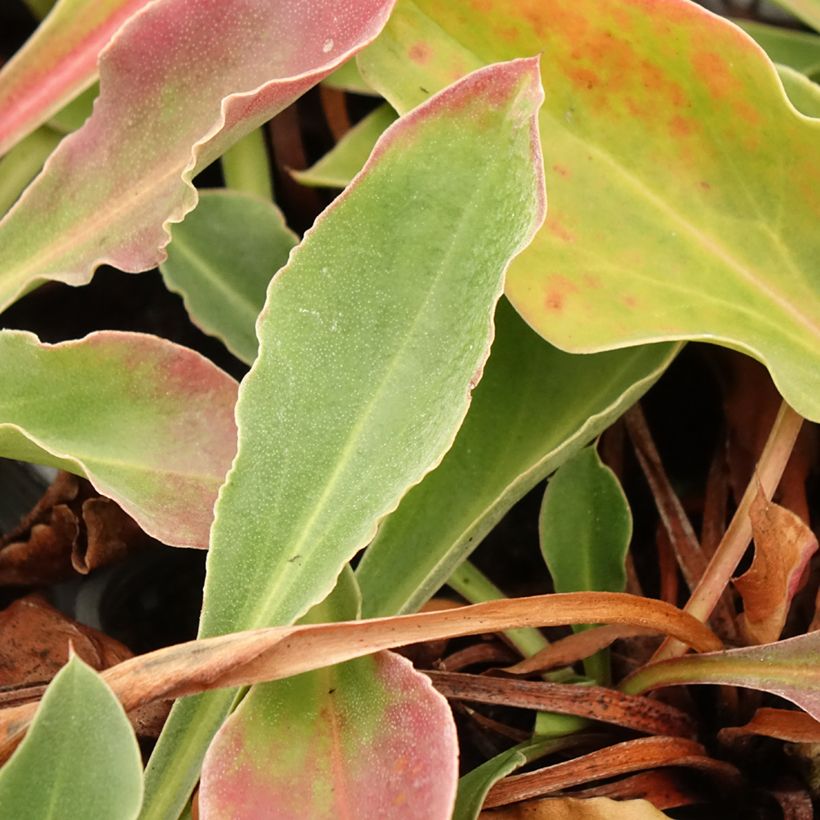 Goniolimon collinum (Lehvistö)