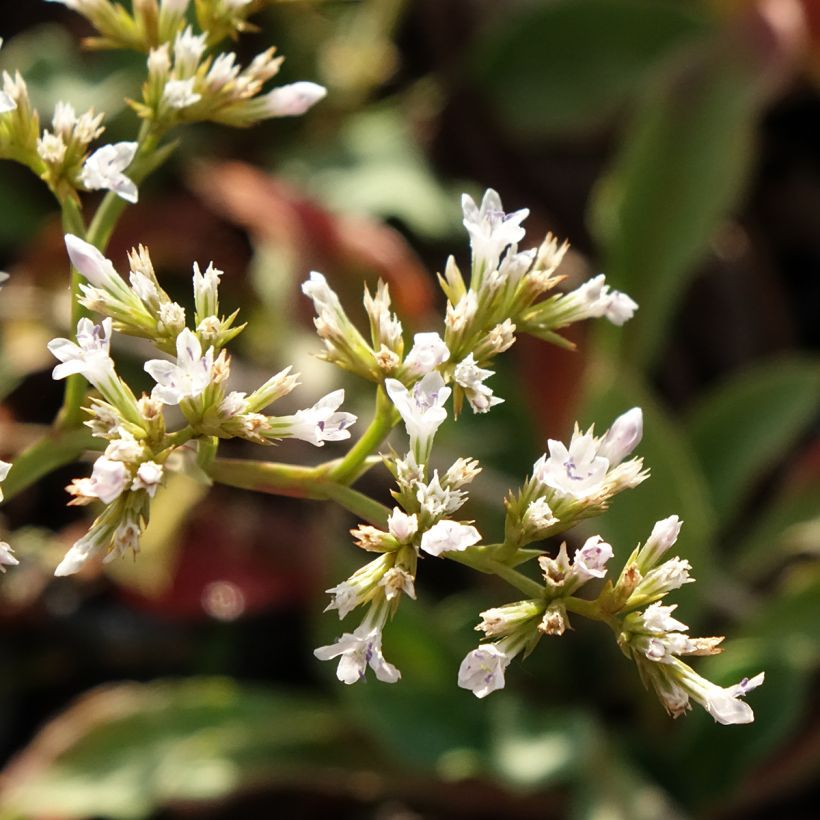 Goniolimon collinum (Kukinta)