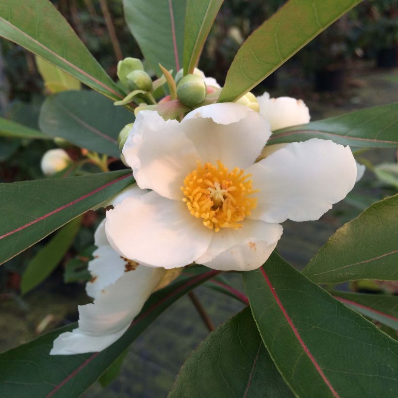 Gordlinia grandiflora (Kukinta)