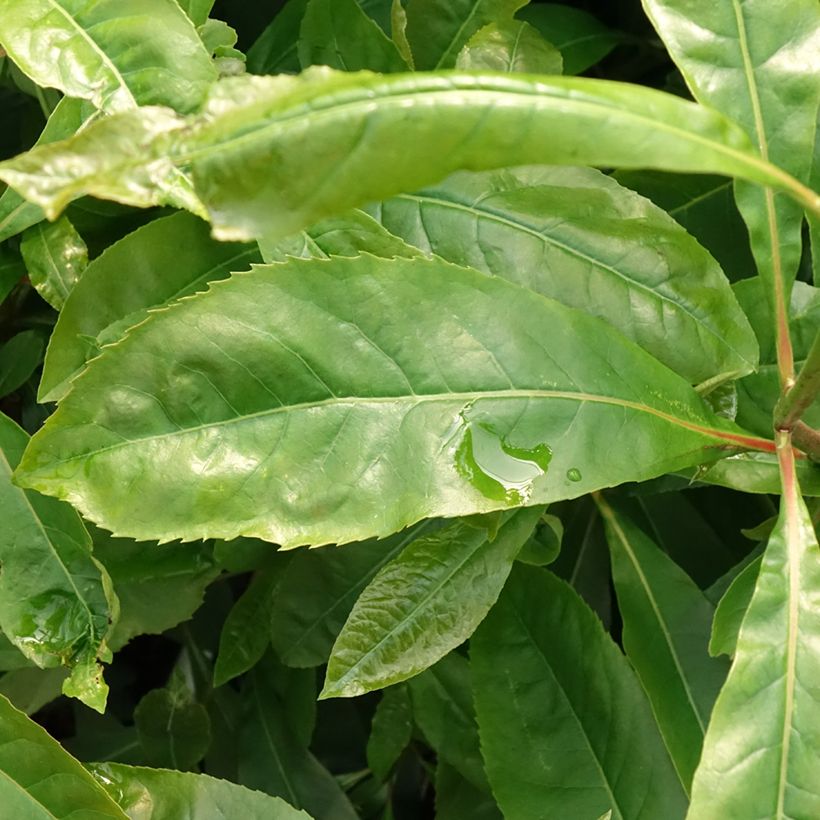 Gordlinia grandiflora (Lehvistö)