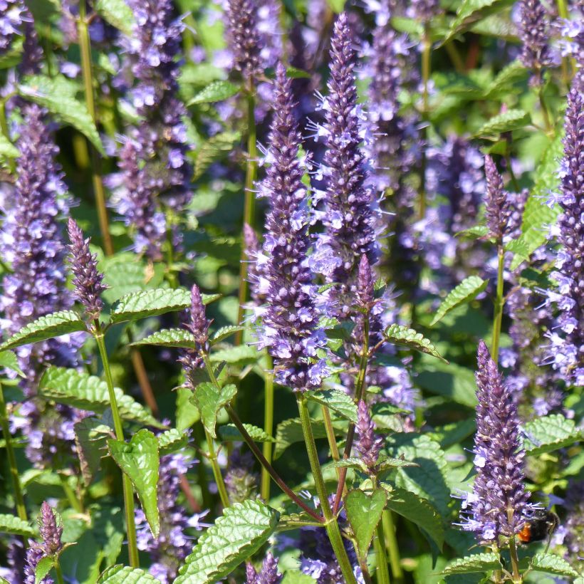 Iiso Astello Indigo (siemenet) (Kukinta)