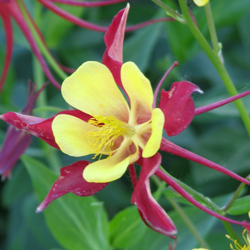Lehtoakileija Firecracker (siemenet) (Kukinta)