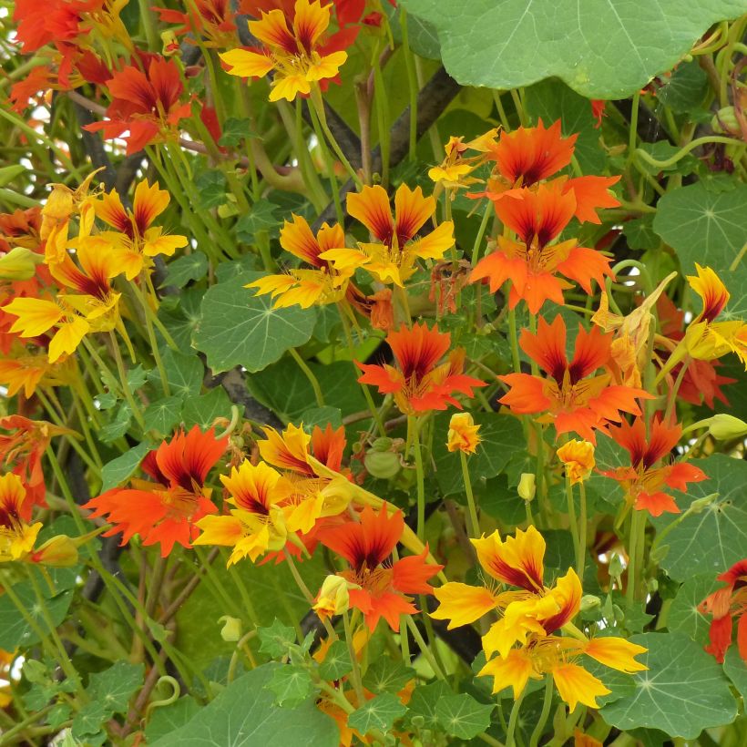 Pikkuköynnöskrassi Phoenix (siemenet) (Kukinta)