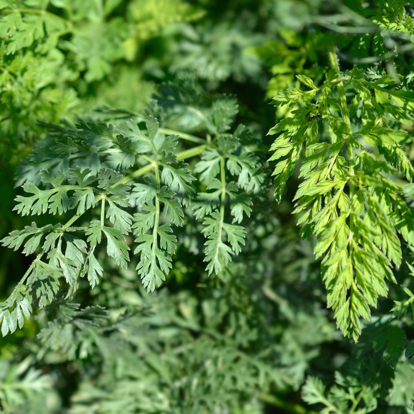 Porkkana (siemenet) - Daucus carota (Lehvistö)