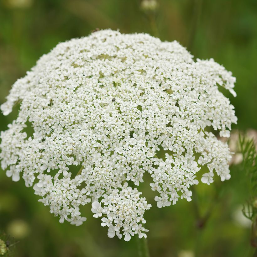 Porkkana (siemenet) - Daucus carota (Kukinta)