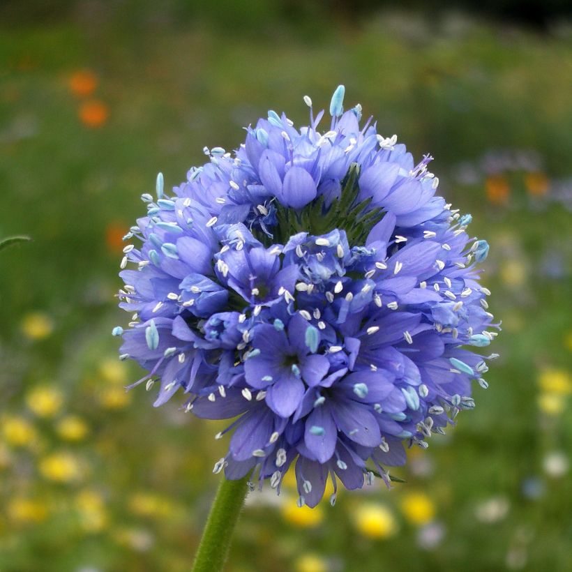Gilia capitata (siemenet) (Kukinta)