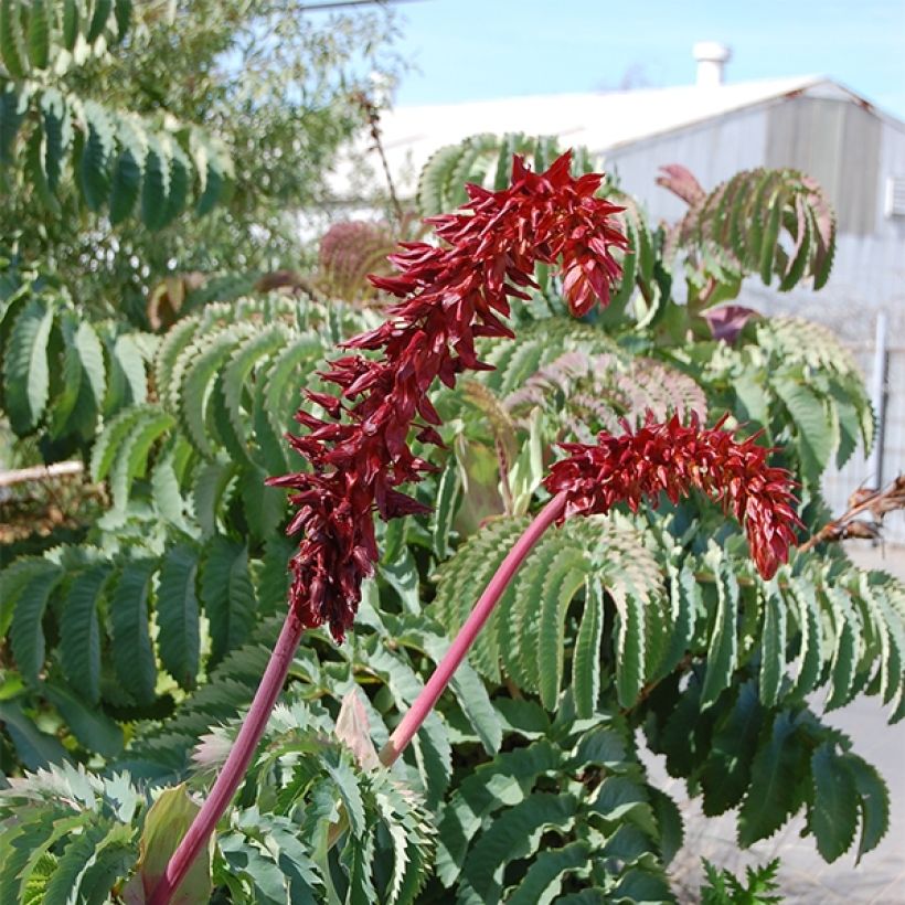 Melianthus major (siemenet) (Kukinta)