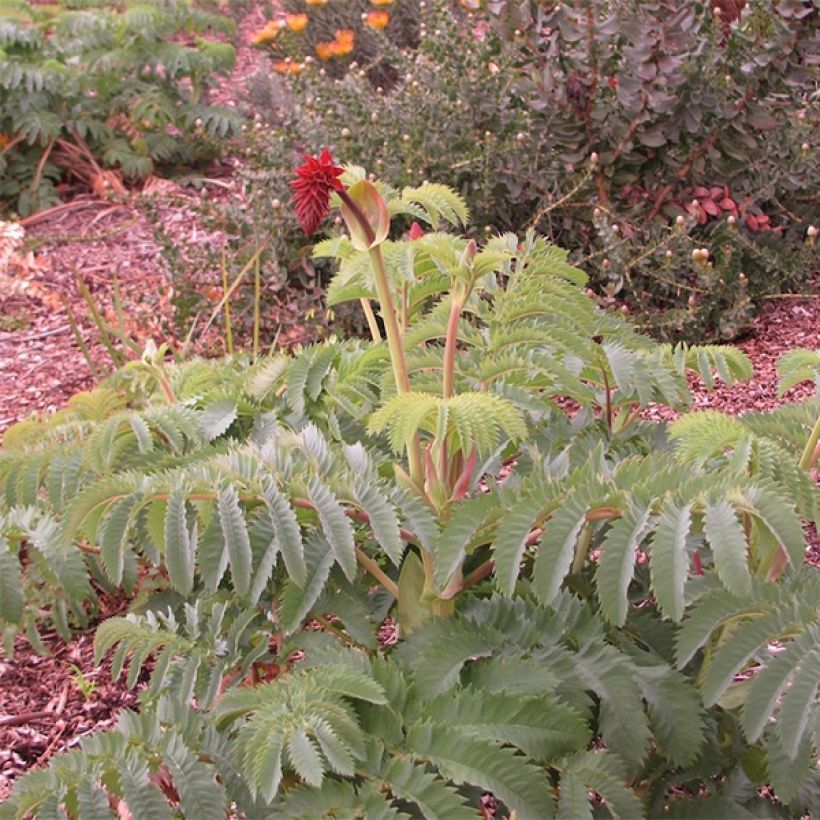 Melianthus major (siemenet) (Kasvutapa)