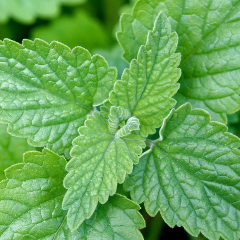 Aitokissanminttu (siemenet) - Nepeta cataria (Lehvistö)