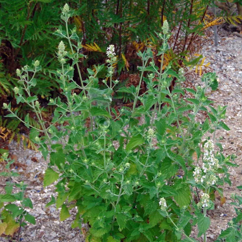 Aitokissanminttu (siemenet) - Nepeta cataria (Kasvutapa)