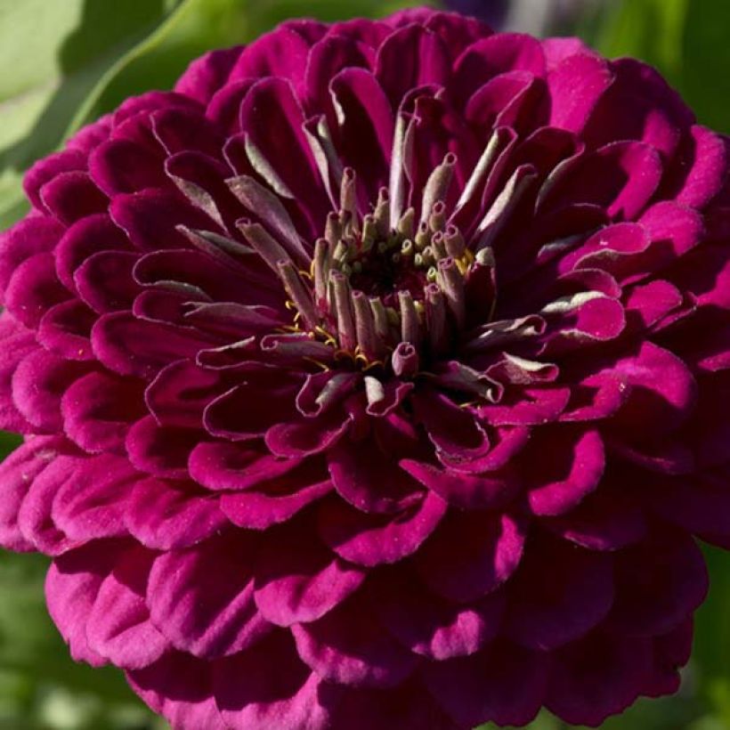Isotsinnia Purple Prince (siemenet) (Kukinta)