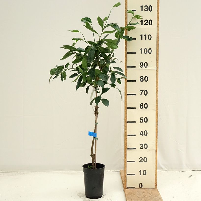 Esimerkki kesällä toimitetusta Persianlimetti - Citrus x latifolia 3 litran/4 litran ruukku, Mätäs-taimesta