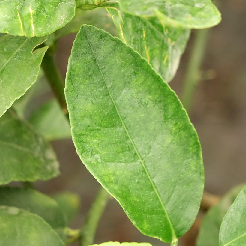 Persianlimetti - Citrus x latifolia (Lehvistö)