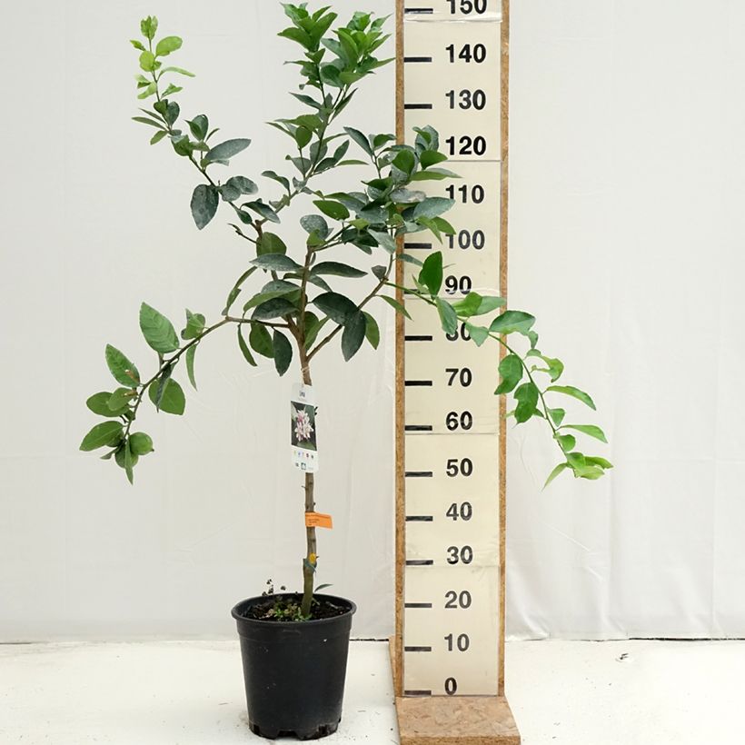 Esimerkki kesällä toimitetusta Persianlimetti - Citrus x latifolia 7,5 litran / 10 litran ruukku, Puolikorkea runko-taimesta