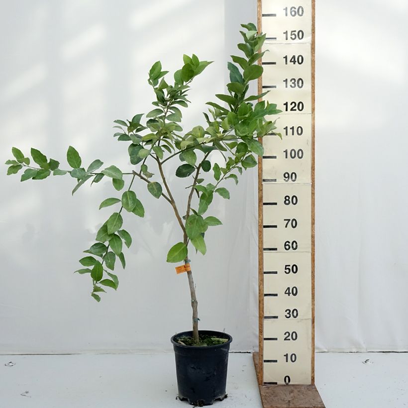 Esimerkki talvella toimitetusta Persianlimetti - Citrus x latifolia 7,5 litran / 10 litran ruukku, Puolikorkea runko-taimesta