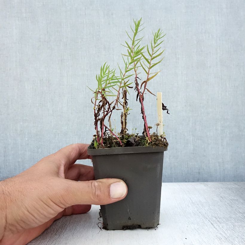 Esimerkki kesällä toimitetusta Rohtokuntio - Gratiola officinalis Godet de 8/9 cm-taimesta