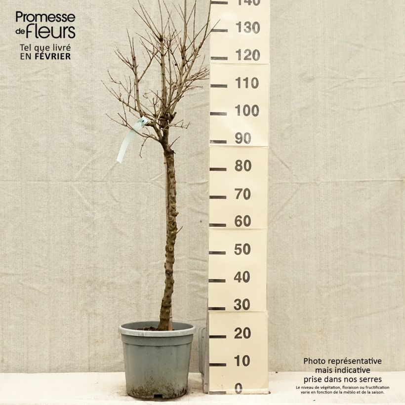 Esimerkki talvella toimitetusta Grenadier à fleurs - Punica granatum California Sunset Pot de 7,5L/10L, Demi-Tige-taimesta