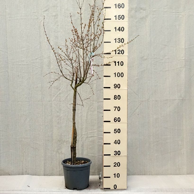 Esimerkki keväällä toimitetusta Granaattiomena California Sunset Pot de 7,5L/10L, Demi-Tige-taimesta