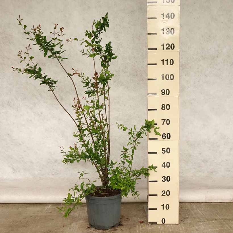 Esimerkki kesällä toimitetusta Grenadier à fleurs - Punica granatum Noshi Shibari Pot de 7,5L/10L, Buisson-taimesta