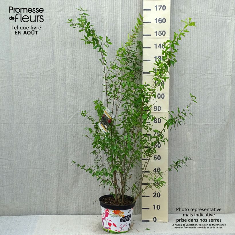 Esimerkki kesällä toimitetusta Granaattiomena Plena Pot de 7,5L/10L, Buisson-taimesta