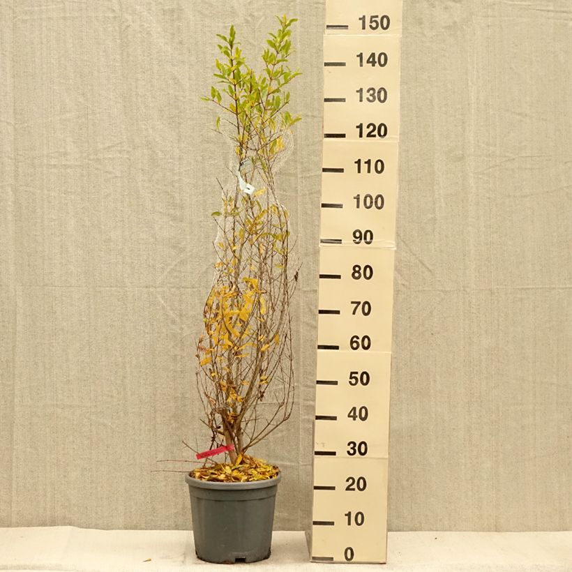 Esimerkki syksyllä toimitetusta Granaattiomena - Punica granatum 7,5 litran / 10 litran ruukku, Pensas-taimesta