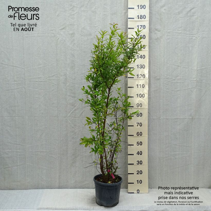Esimerkki kesällä toimitetusta Granaattiomena - Punica granatum 7,5 litran / 10 litran ruukku, Pensas-taimesta
