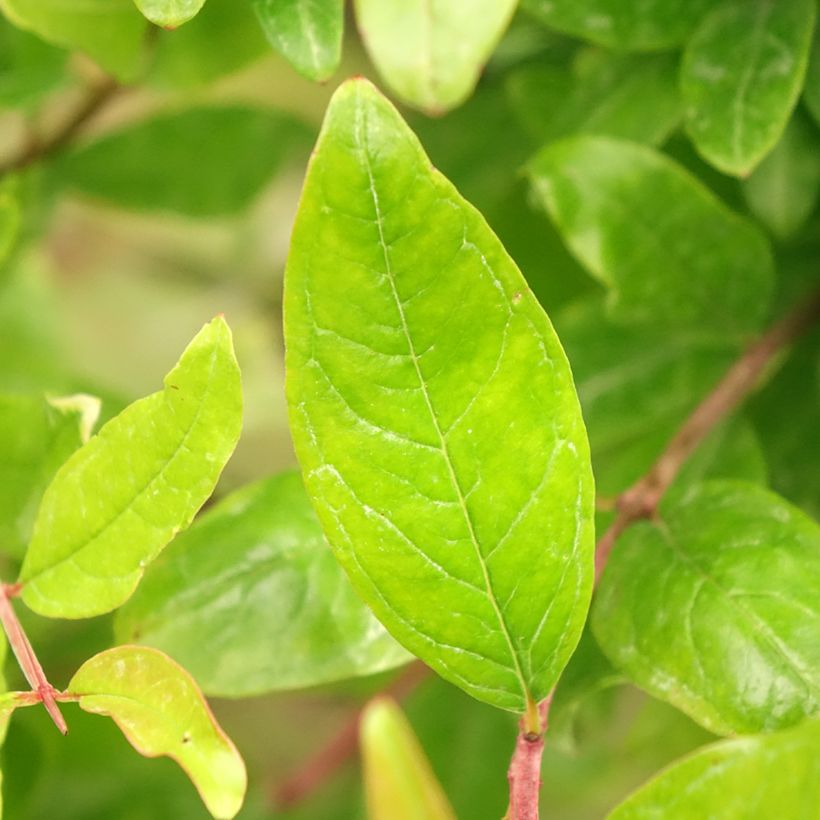 Granaattiomena - Punica granatum (Lehvistö)
