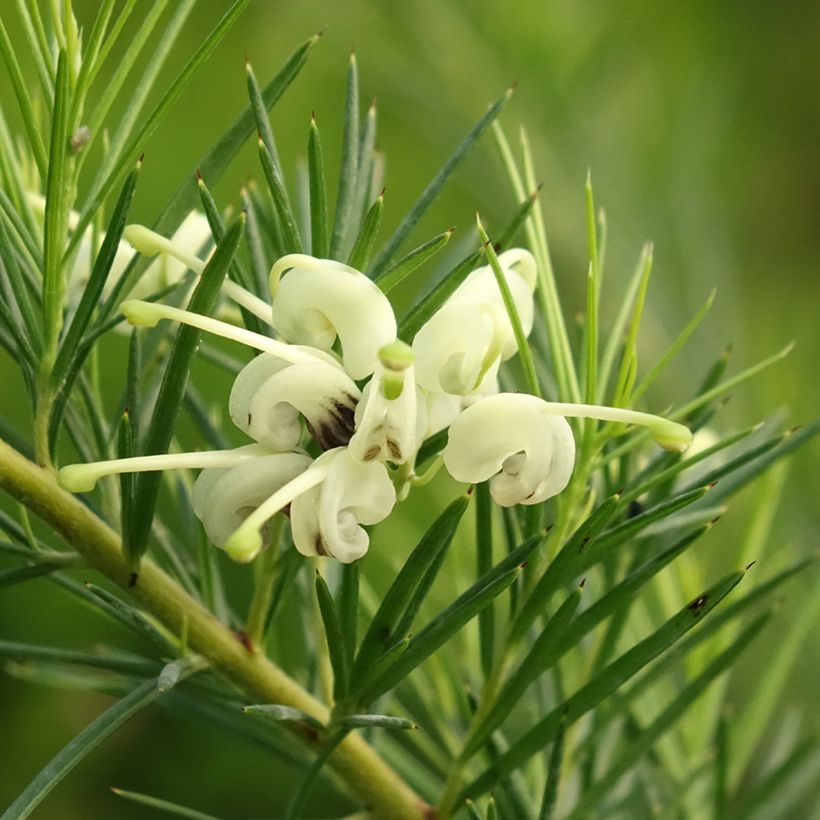 Silkkipuu Alba (Kukinta)