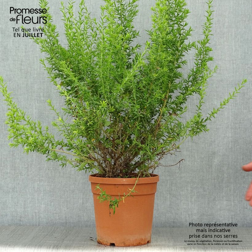 Esimerkki kesällä toimitetusta Silkkipuu Clearview David Pot de 2L/3L, Buisson-taimesta