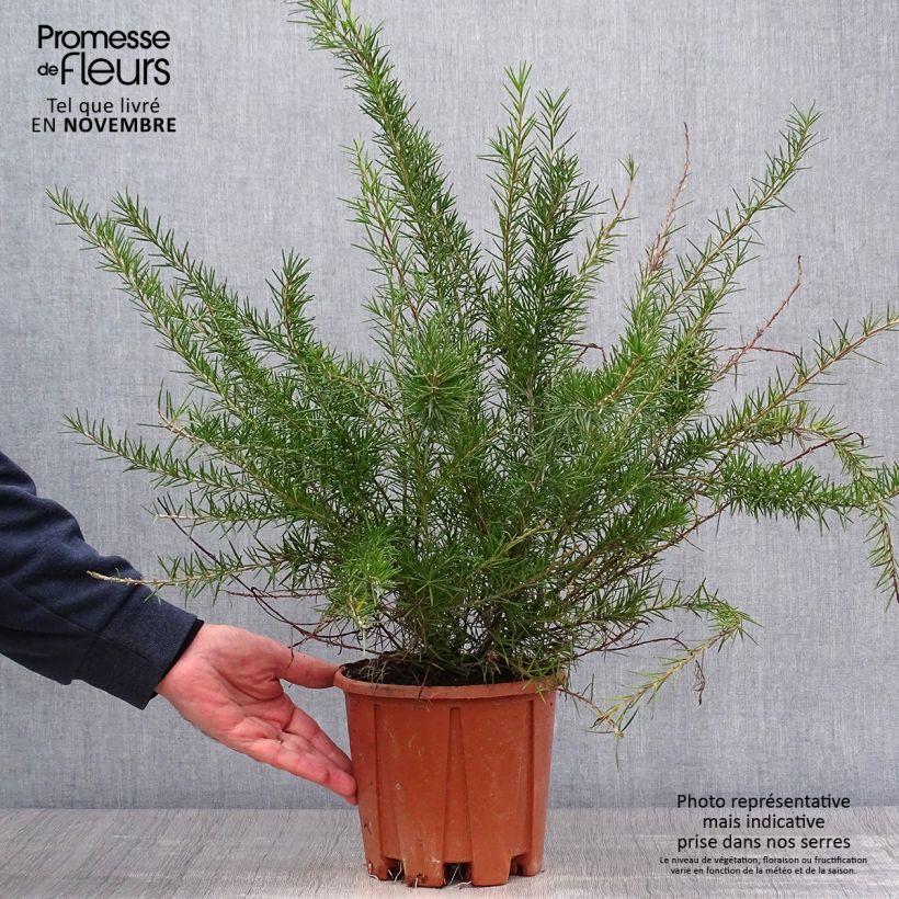 Esimerkki syksyllä toimitetusta Silkkipuu - Grevillea juniperina 2 litran/3 litran ruukku-taimesta