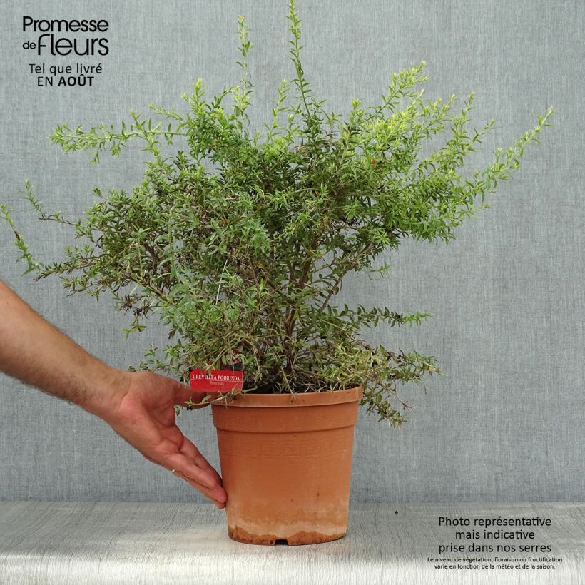 Esimerkki kesällä toimitetusta Silkkipuu Poorinda Rondeau Pot de 3L/4L, Buisson-taimesta