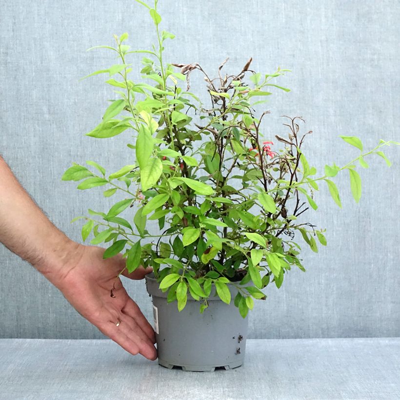 Esimerkki kesällä toimitetusta Silkkipuu - Grevillea rhyolitica Pot de 2L/3L-taimesta
