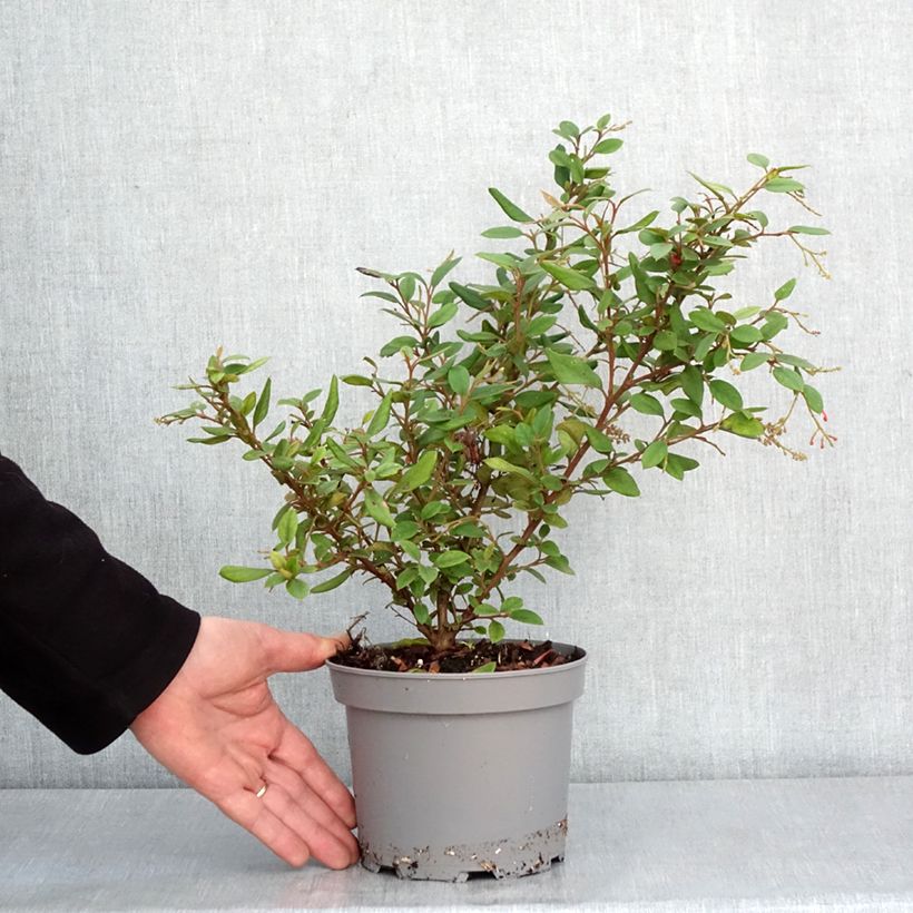 Esimerkki talvella toimitetusta Grevillea rhyolitica Pot de 2L/3L-taimesta