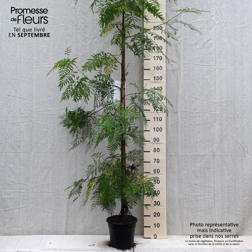 Esimerkki syksyllä toimitetusta Kultasilkkipuu - Grevillea robusta 7,5 litran / 10 litran ruukku-taimesta