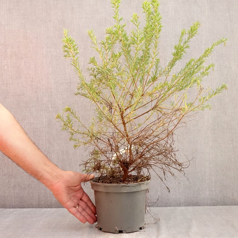 Esimerkki kesällä toimitetusta Silkkipuu Rosa Jenkinsii Pot de 3L/4L-taimesta