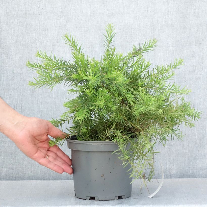 Esimerkki keväällä toimitetusta Grevillea  rosmarinifolia Rosa Jenkinsii Pot de 3L/4L-taimesta